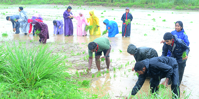 ಜಿ ಎಮ್ ಶಾಲಾ ಮಕ್ಕಳಿಂದ ಭತ್ತದ ನಾಟಿ